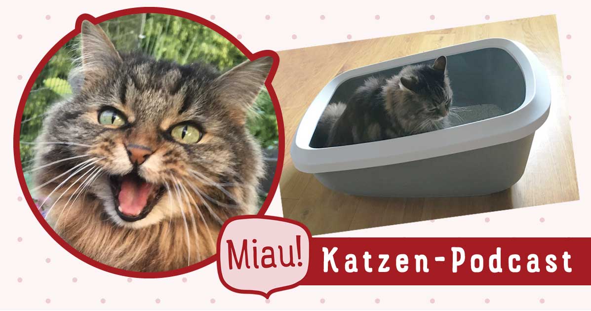 039 So findest du die richtige Katzentoilette | Katzen-Leben.de