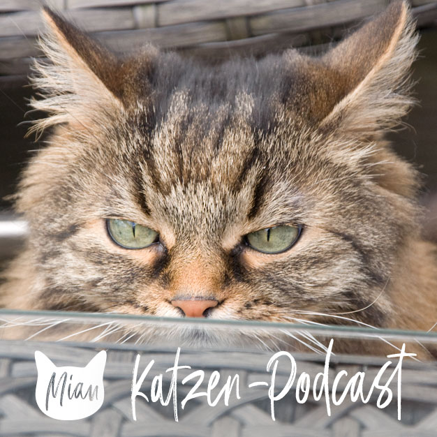 Probleme im Katzenhaushalt lösen - echte Detektivarbeit | MKP122
