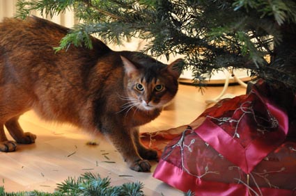 Weihnachtsbaumständer katzensicher