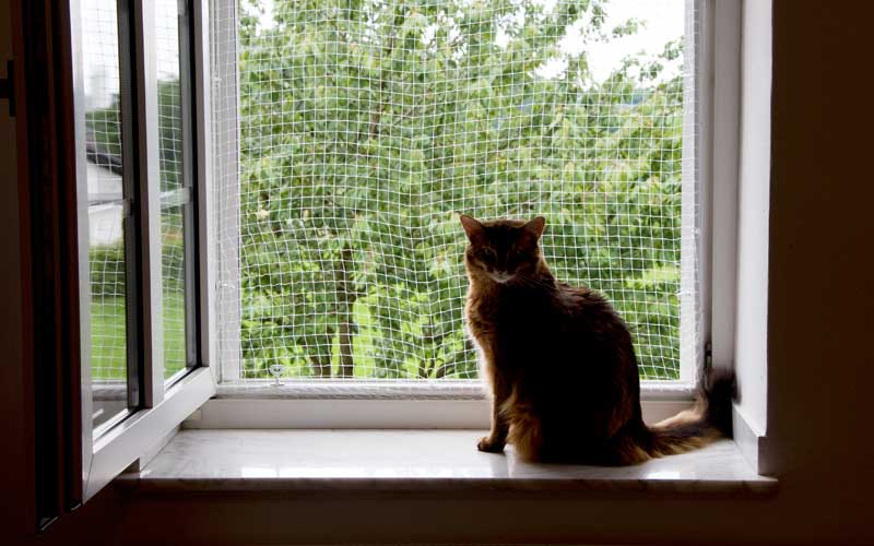Katze Am Fenster