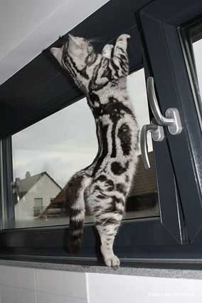 Katze Lotte am Kippfenster
